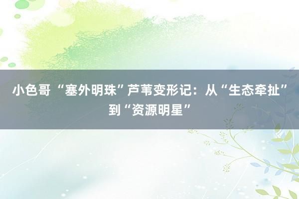 小色哥 “塞外明珠”芦苇变形记：从“生态牵扯”到“资源明星”
