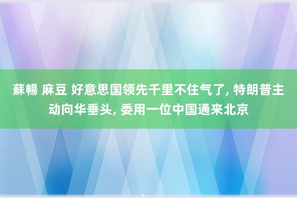 蘇暢 麻豆 好意思国领先千里不住气了， 特朗普主动向华垂头， 委用一位中国通来北京